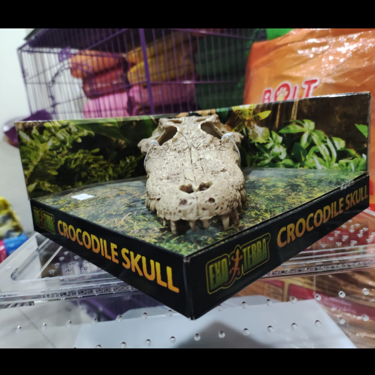 Exo Terra Crocodile Skull Reptile